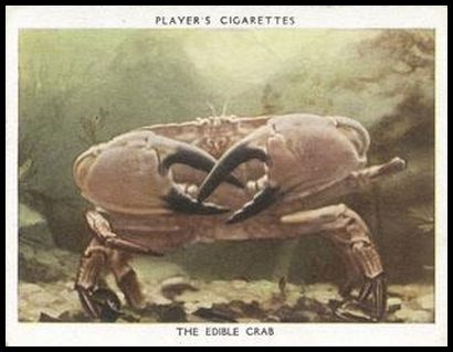 7 The Edible Crab